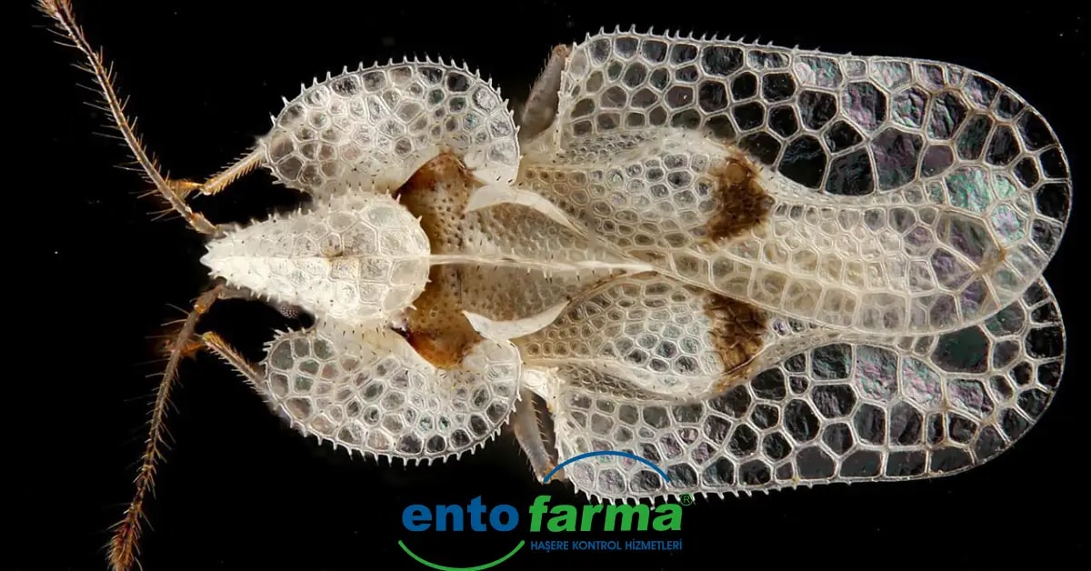 Dikenli Dantel Böceği İlaçlama