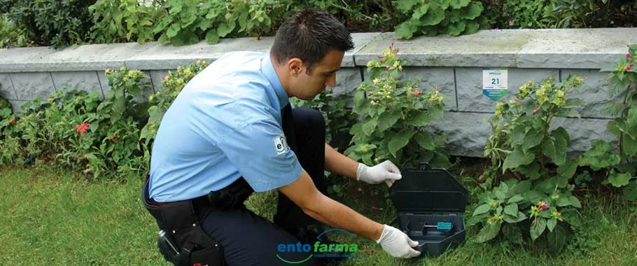 Pest Kontrol Prosedürleri İçeriği Nedir?
